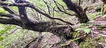 Plants: image 90 Of 208 Thumb